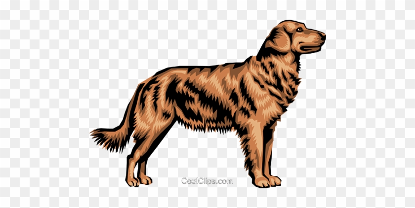 Golden Retriever Royalty Free Vector Clip Art Illustration 840x422 Golden Retriever Royalty Free Vector Clip Art Illustration