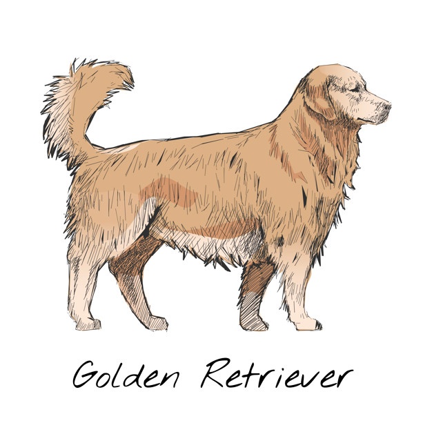 Golden Retriever Vectors, Photos And Free Download 626x626 Golden Retriever Vectors, Photos And Free Download