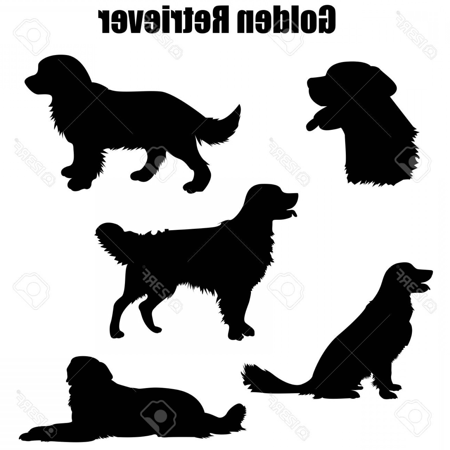 Full Body Golden Retriever Sitting Vector Catchsplace 1560x1560 Full Body Golden Retriever Sitting Vector Catchsplace