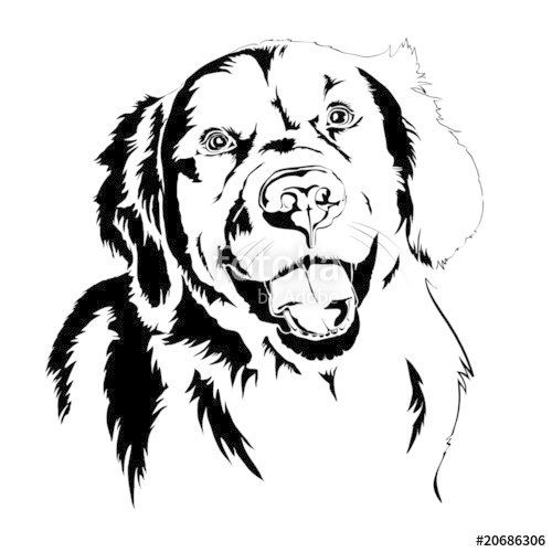 Golden Retriever 500x500 Golden Retriever