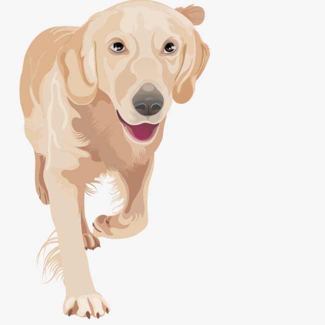 Golden Retriever Vector