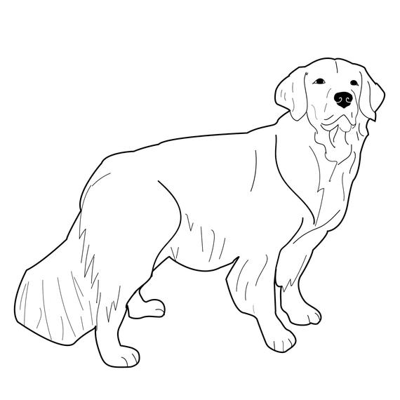 570x570 Golden Retriever Vector Dog Illustration Cute Animal Etsy