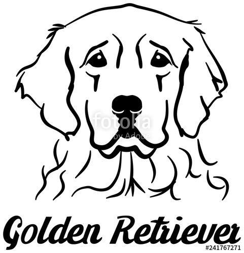 481x500 Golden Retriever Head Stock Image And Royalty Free Vector