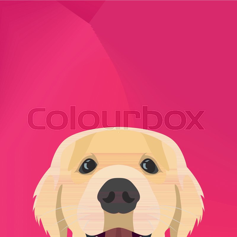 800x800 Illustration Dog Golden Retriever Stock Vector Colourbox