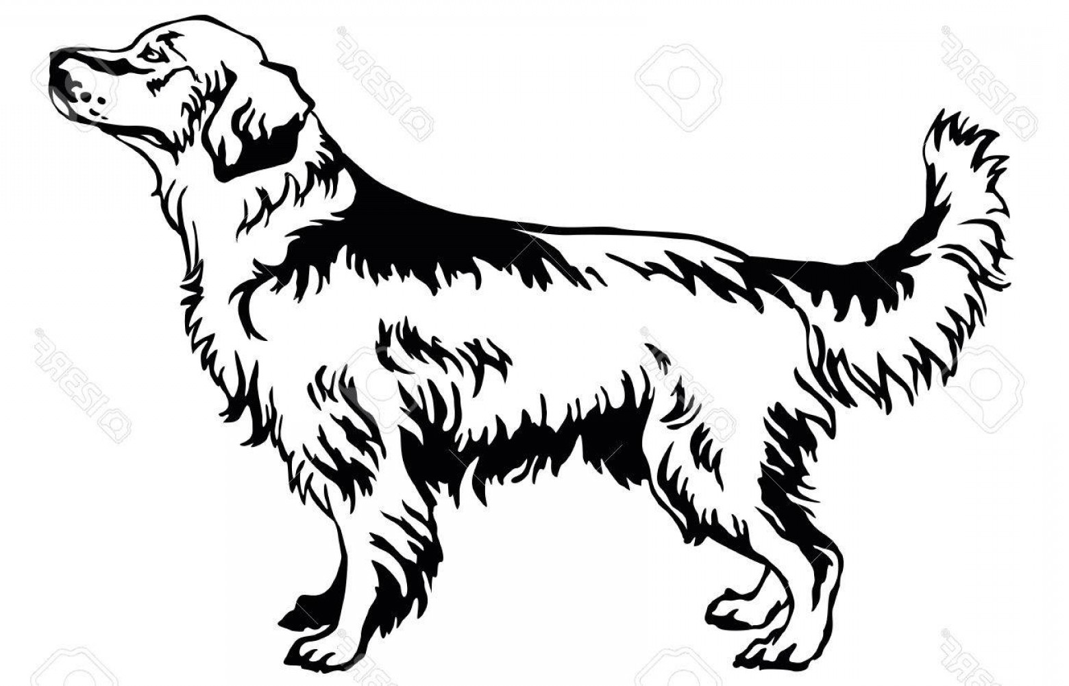 1560x1002 Photostock Vector Decorative Portrait Of Standing In Profile Dog