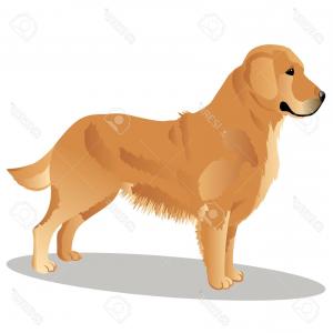 300x300 Photostock Vector Golden Retriever Dog Vector Illustration