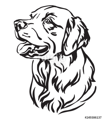 Golden Retriever Vector At Vectorified.com 