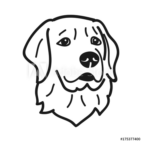 500x500 Portrait Of Sad Golden Retriever Dog Breed On White Background