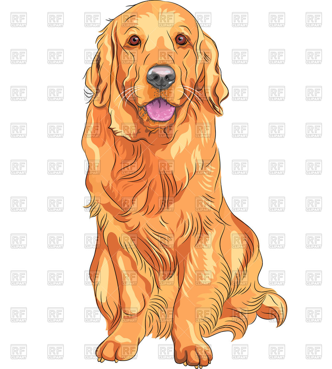 1080x1200 Sitting Red Gun Dog Of Golden Retriever Breed Vector Image