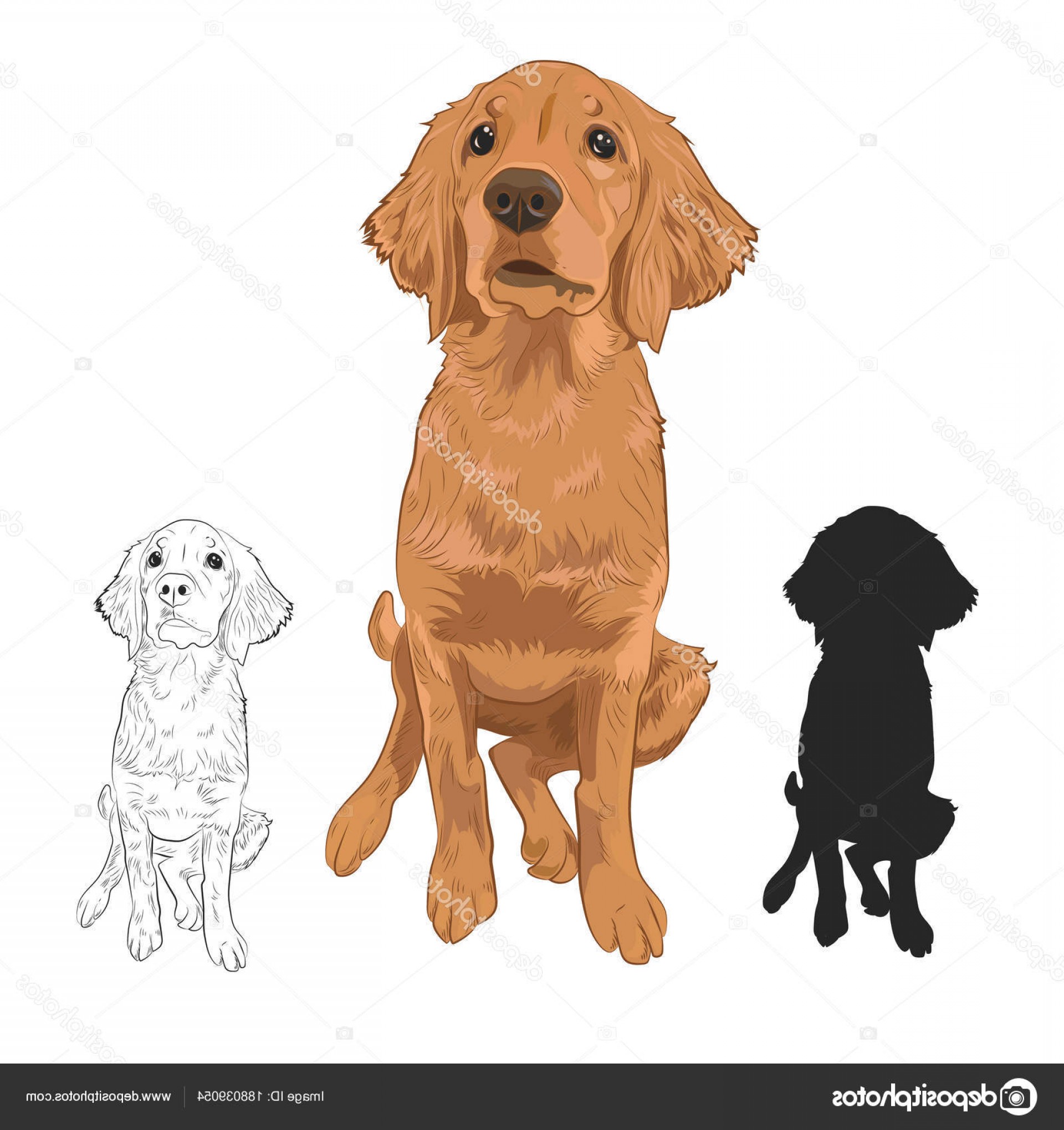 1920x2040 Stock Illustration Golden Retriever Puppy Isolated On Soidergi