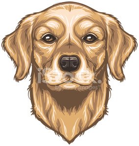 284x299 Vector Golden Retriever Stock Vectors