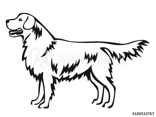 500x375 Golden Retriever