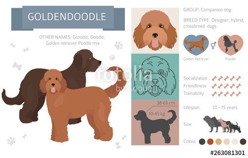 500x320 Designer, Crossbreed, Hybrid Mix Dogs Collection Isolated On White