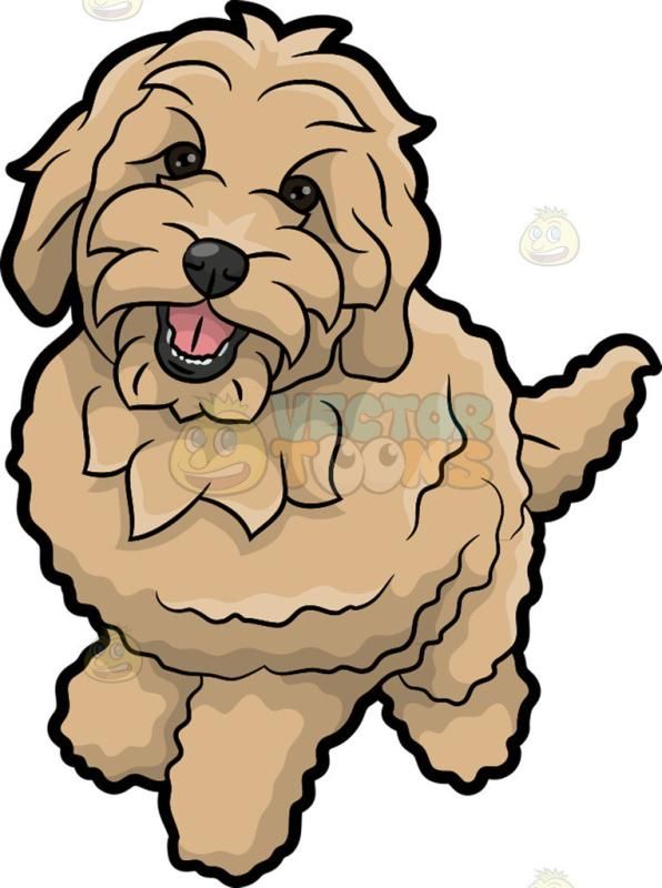 Goldendoodle Vector at Collection of Goldendoodle