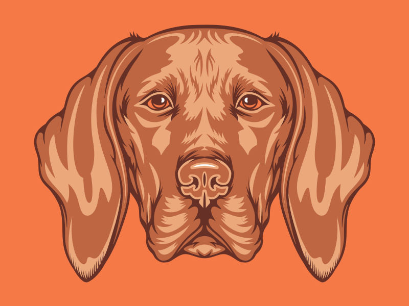800x600 Vizsla Illustration For Golden Doodle