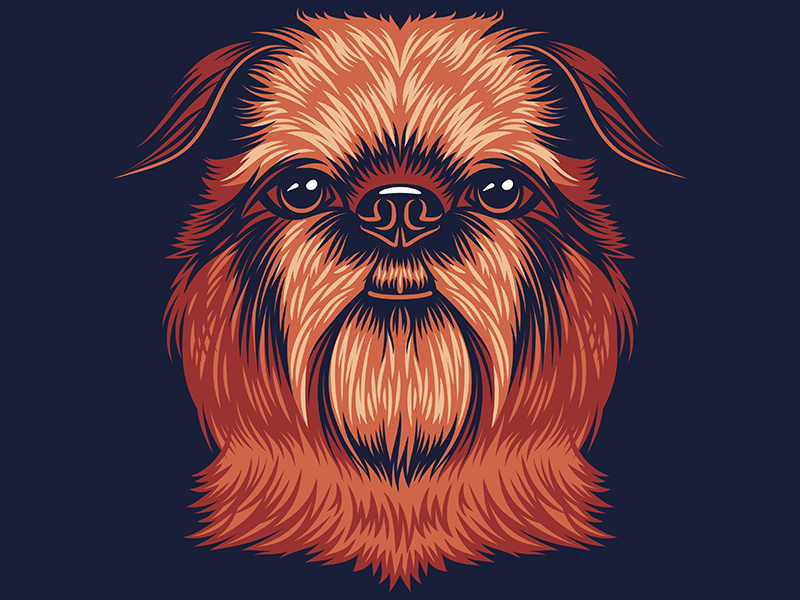 800x600 Brussels Griffon Illustration For Golden Doodle