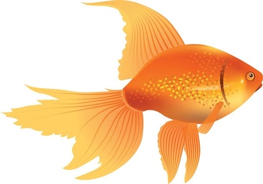 524x368 Free Goldfish Vector Free Vector Download