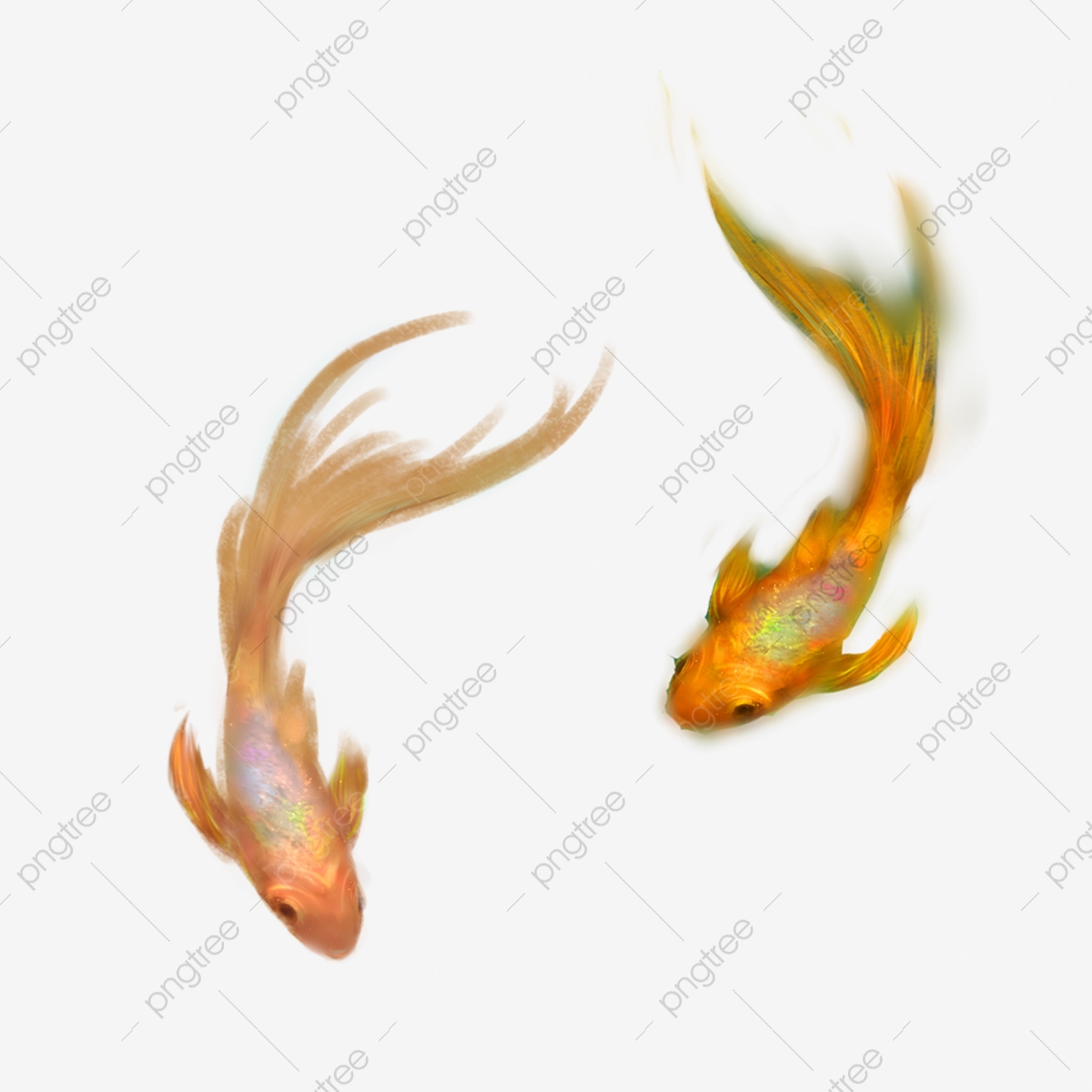 Goldfish Vector at Vectorified.com | Collection of Goldfish Vector free