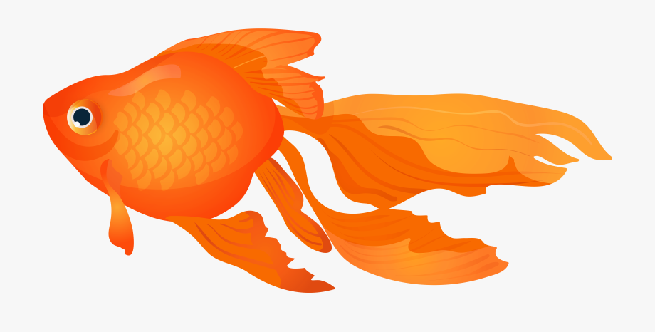 920x466 Goldfish Vector Fish Top View