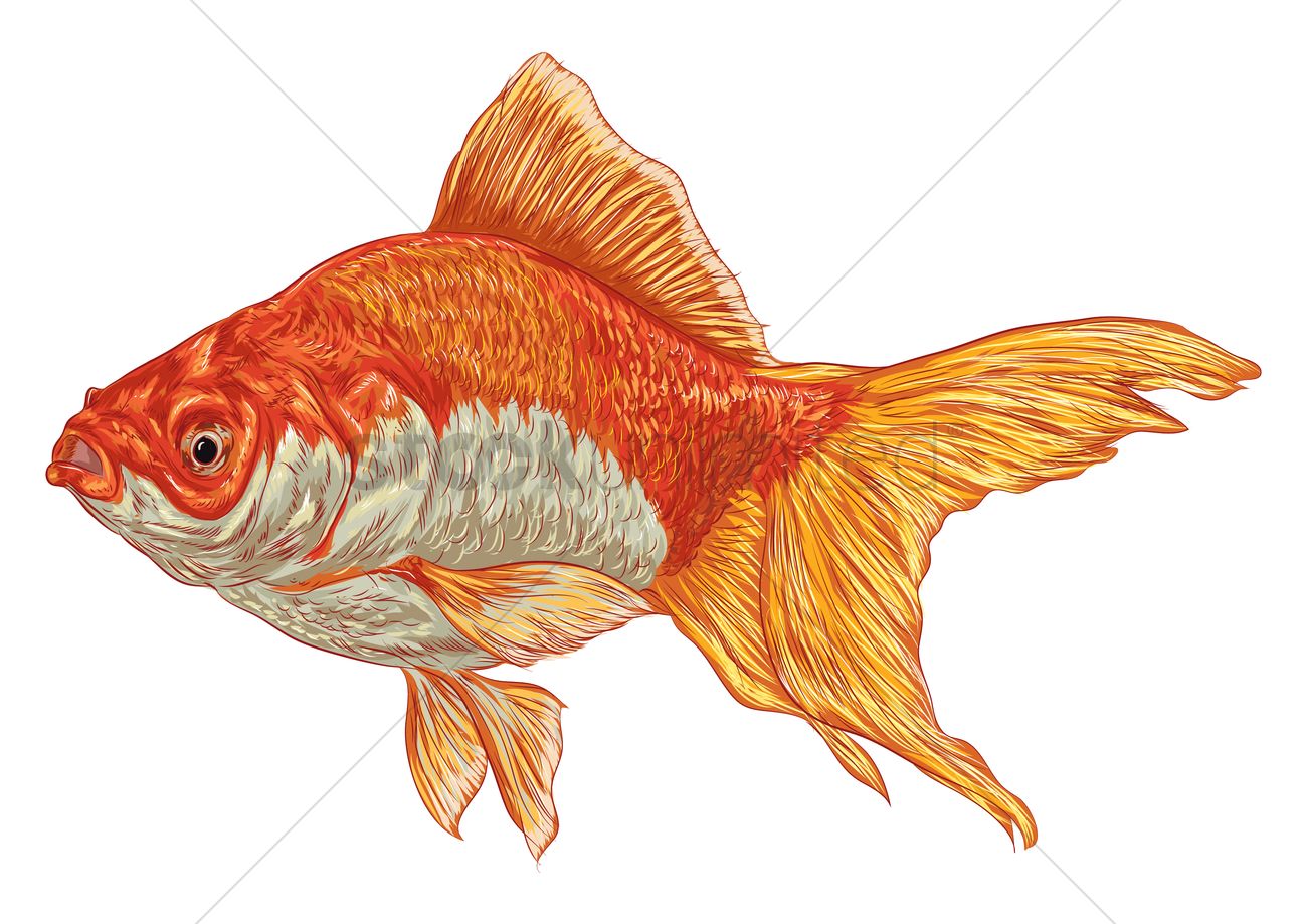 1300x919 Goldfish Vector Image
