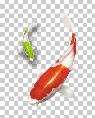 310x384 Goldfish Vector Png Images, Goldfish Vector Clipart Free Download