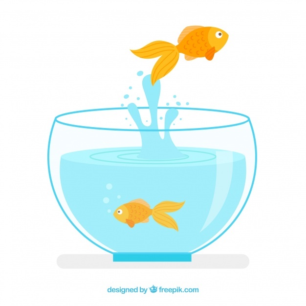 626x626 Goldfish Vectors, Photos And Free Download