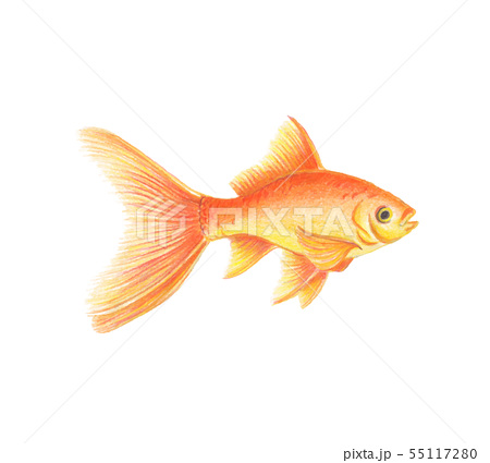 450x425 Goldfish Vectors