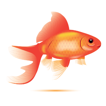 350x350 How Much Does A Goldfish Cost