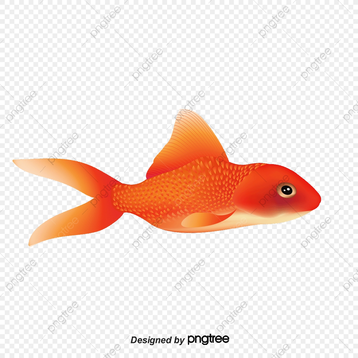 1200x1200 Vector Red Goldfish Aquarium, Goldfish, Red Goldfish, Vector