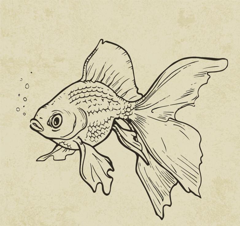 782x737 Vivid Hand Drawn Goldfish Vector Free Vector Graphic Download