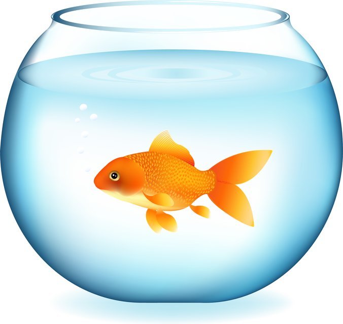 676x638 Free Goldfish Vector Files, Vectors Graphics