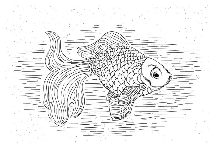 700x490 Free Goldfish Vector Hand Drawn Illustration