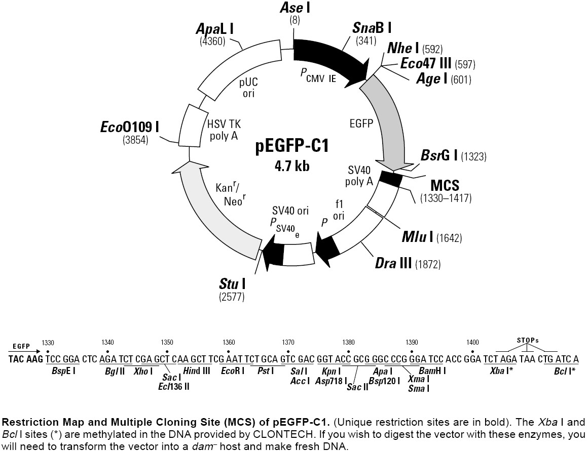 1158x891 Is Pegfp A Good Vector To Express A Type Ii Transmembrane