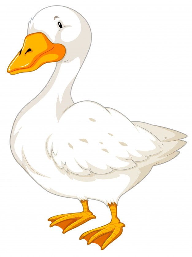 626x837 Goose On White Background Vector Free Download