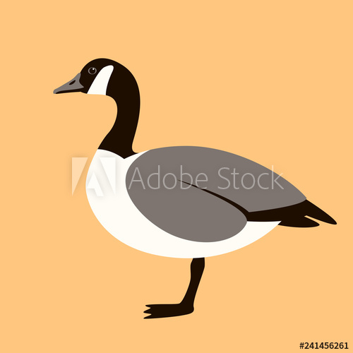 500x500 Canadian Goose, Vector Illustration Flat Style