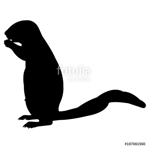 500x500 Gopher Stock Image And Royalty Free Vector