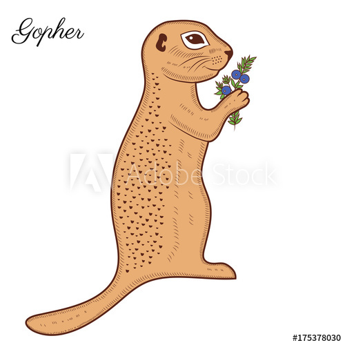 500x500 Colorful Gopher With Crowberry Hand Drawn Illustration, Vector