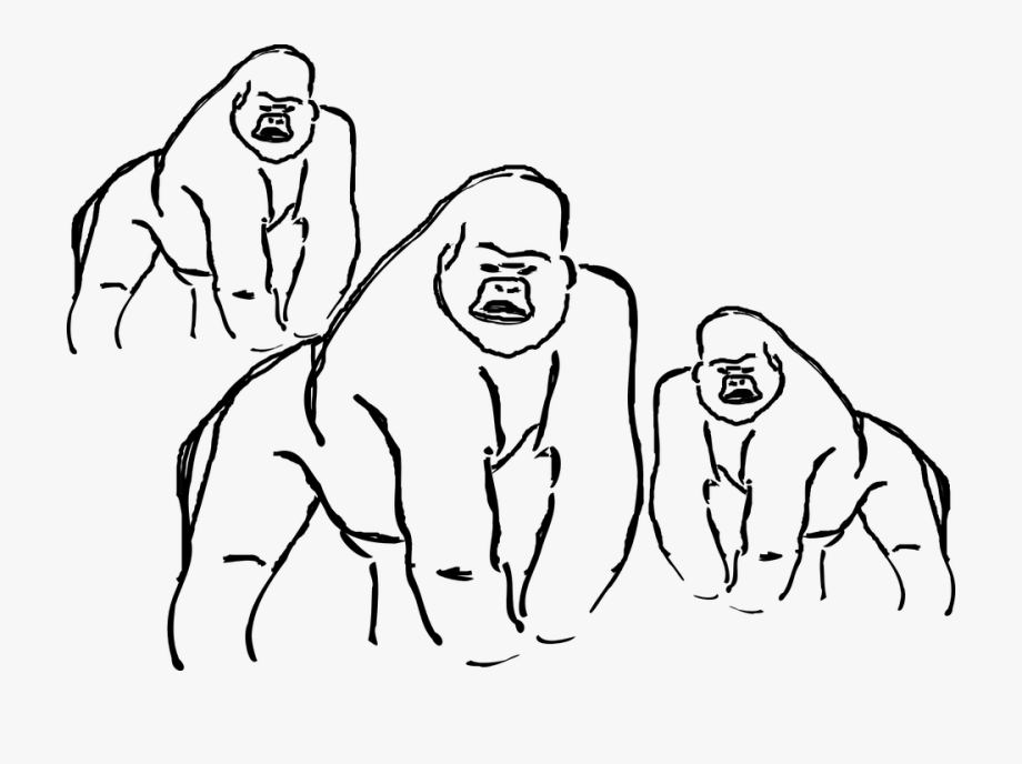 920x688 Gorillas Ape Animal Free Vector Graphic