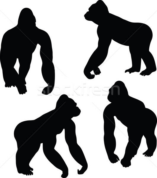 530x600 Gorilla Silhouette Vector Illustration Benguhan Ipekoz