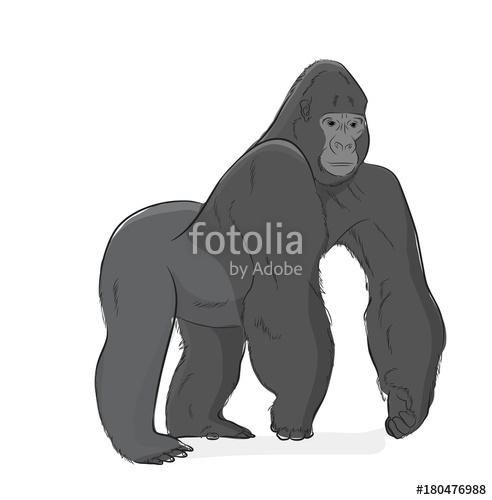 492x500 Gorilla Vector Illustration Stock Image And Royalty Free Vector