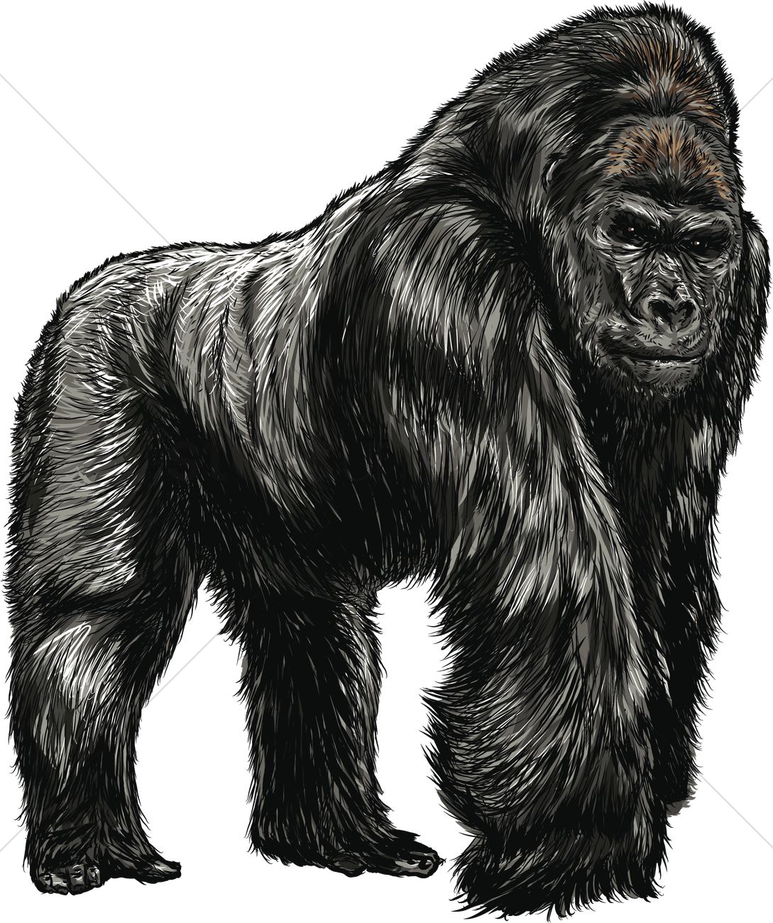 1089x1300 Gorilla Vector Image