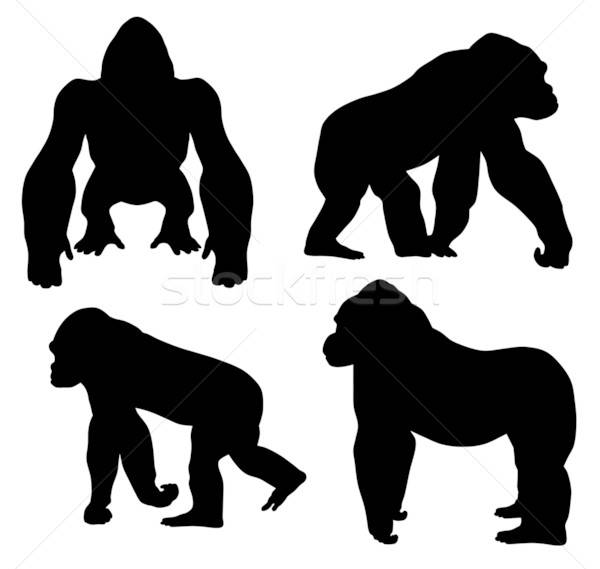 600x569 Gorilla Vector Illustration Dimitar Matinov