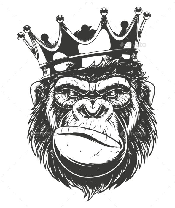 590x700 Gorilla Head Vector Graphics Install Any Size Without Loss