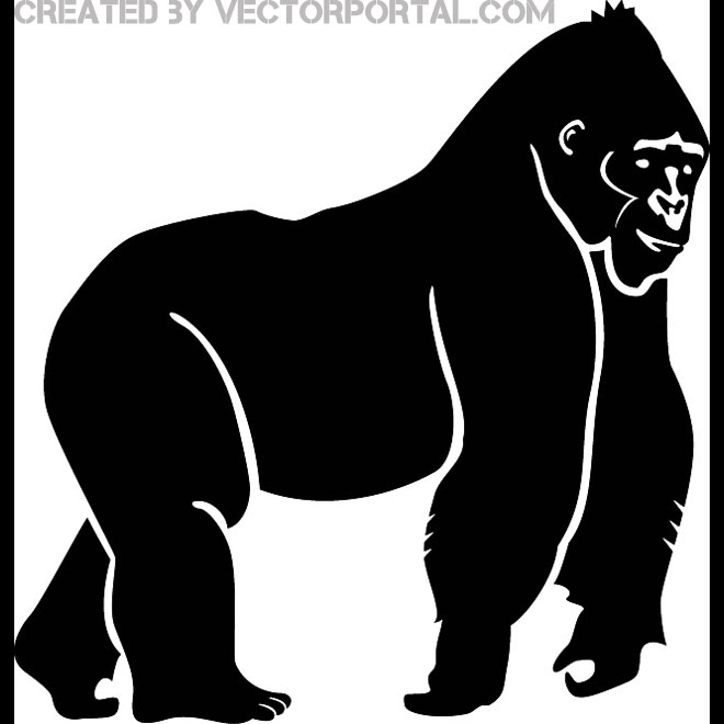 660x660 Gorilla Vector Image