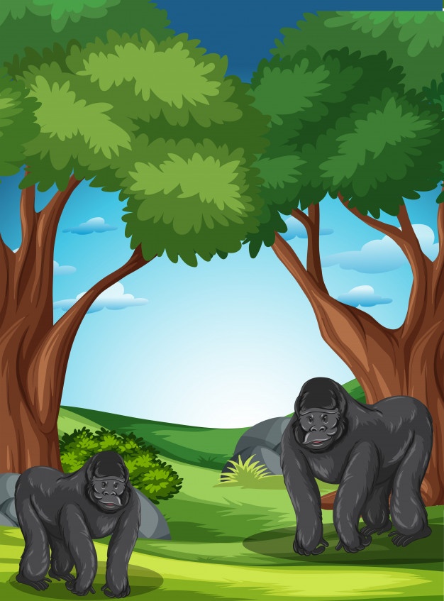 626x847 Gorilla Vectors, Photos And Free Download