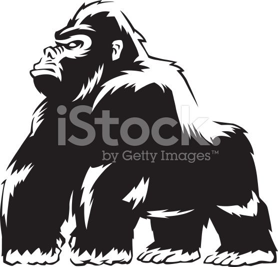 556x533 Illustration Of A Tough Gorilla In Fretwork Tattoo Design