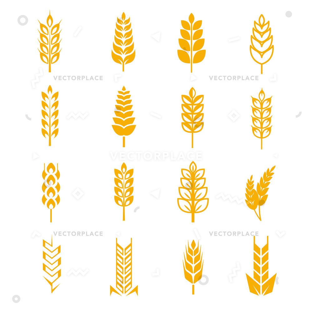 1000x1000 Wheat Ears Bread Symbols Harvest Grain Vector Illustration
