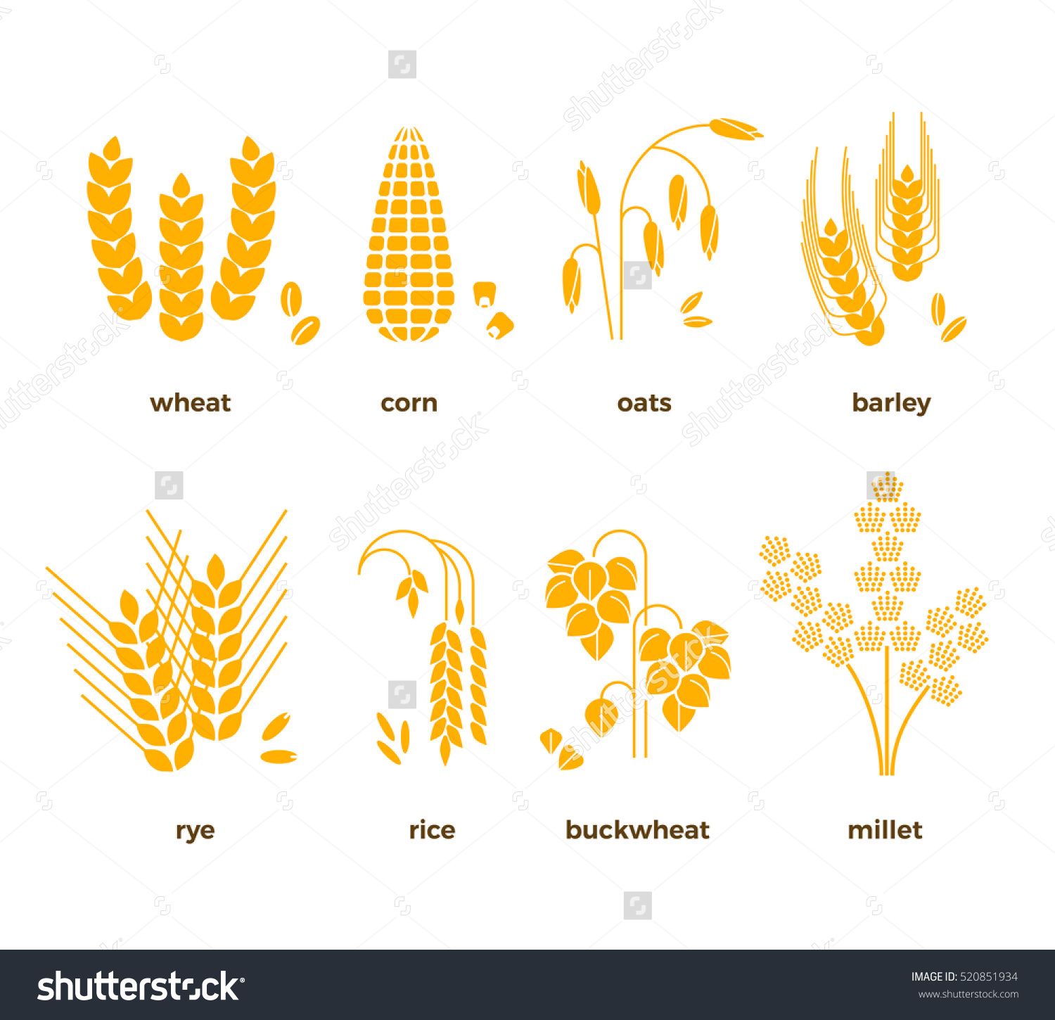 1500x1450 Cereal Grains Vector Icons Rice, Wheat, Corn, Oats, Rye, Barley