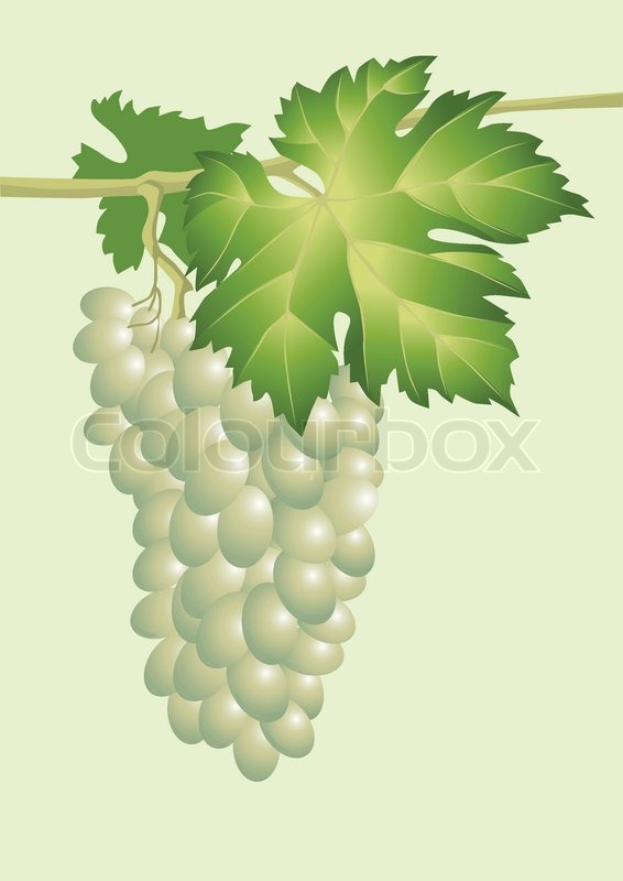 Cluster Of Vine Vector Stock Vector Colourbox 566x800 Cluster Of Vine Vector Stock Vector Colourbox