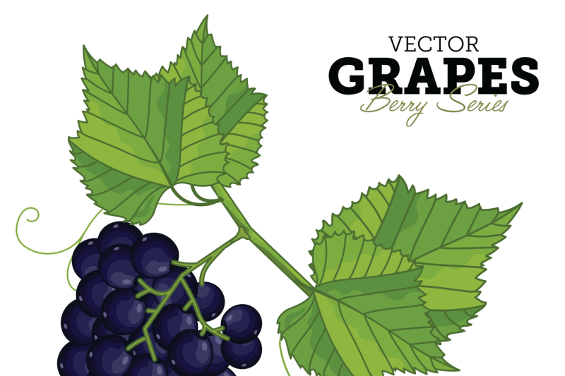 Grape Bunch, Grape Leaves, Grape Vector, Cartoon Illustration 800x533 Grape Bunch, Grape Leaves, Grape Vector, Cartoon Illustration
